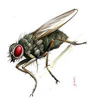 fly
