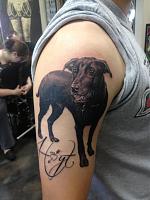Dog Portrait