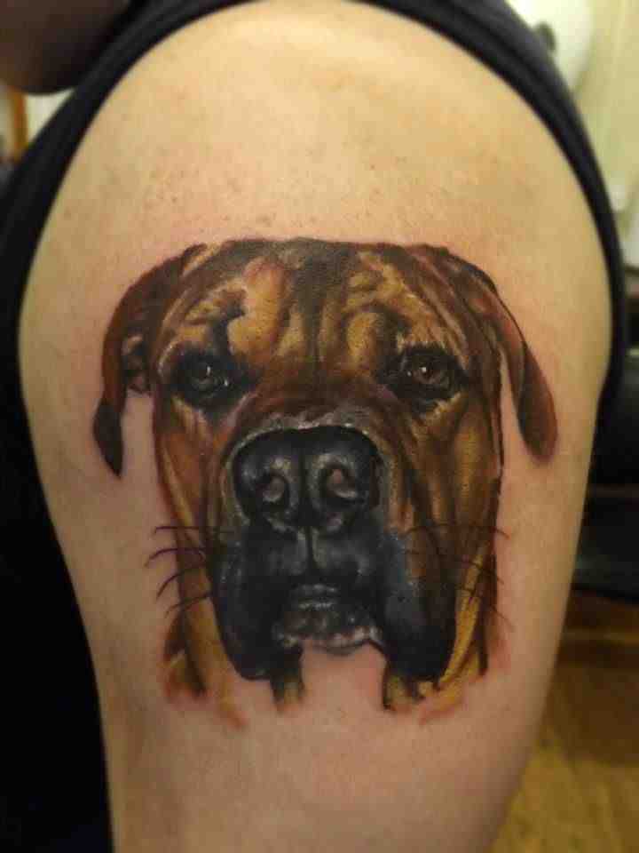 Dog's portrait