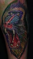 Click image for larger version. 

Name:	baboon - Copy.jpg 
Views:	38 
Size:	18.0 KB 
ID:	2297