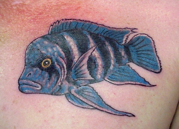 Blue Fish Tattoo by Mr Taboo
