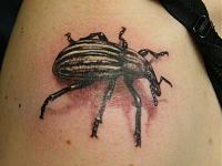 Asawgrassweevil1 copy