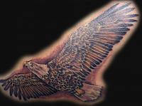 eagle soaring