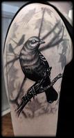 Click image for larger version. 

Name:	Blackbird720.jpg 
Views:	79 
Size:	29.6 KB 
ID:	7244
