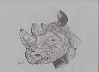 rhinor