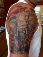 Elephant healed ,background fresh