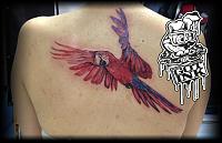 Click image for larger version. 

Name:	parrot1.jpg 
Views:	35 
Size:	92.8 KB 
ID:	22420